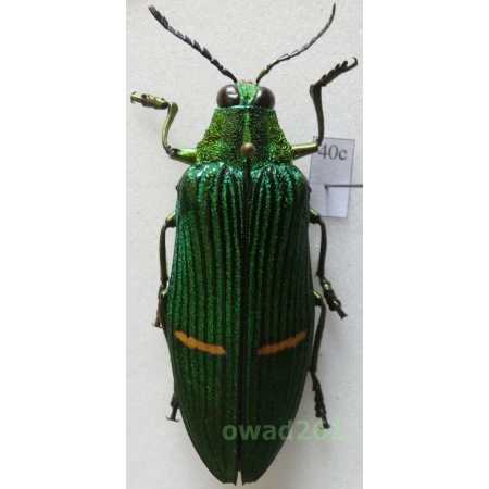 Catoxantha opulenta (Gory, 1832) 51mm Malaysia40c